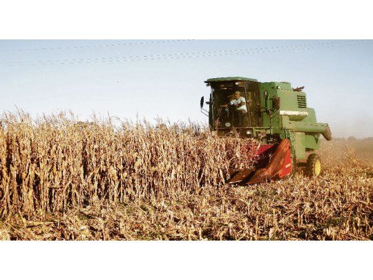 por la sequía. Las proyecciones oficiales indican que sería la primera vez en 20 años que se producirá más maíz que soja.