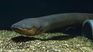 Researchers found three species of electric eels in South America with record downloads. Researchers found three species of electric eels in South America with record downloads.