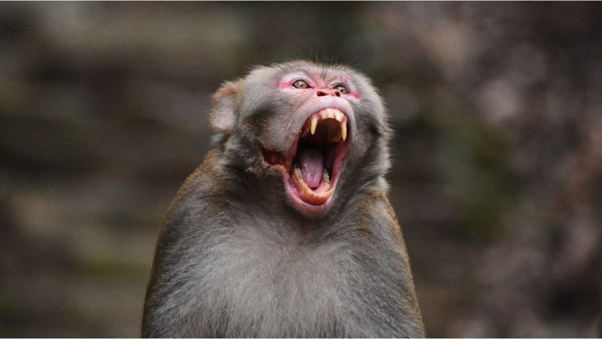 A man is in serious condition after being attacked by a wild monkey