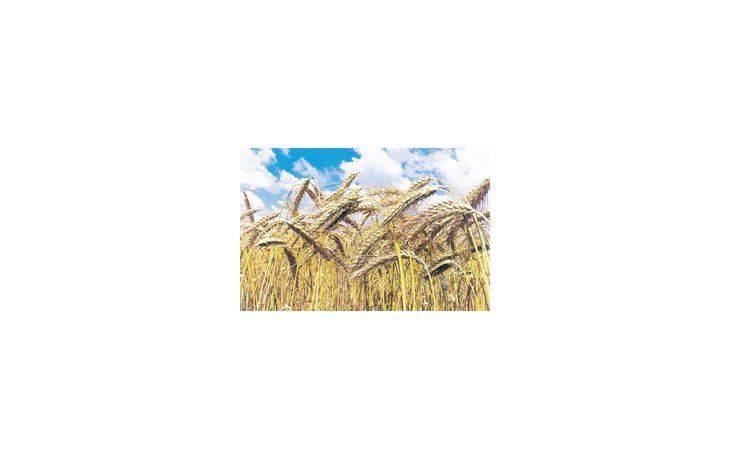 ámbito.com | “Hemos tenido un manto de nieve en muchas de las regiones y hasta cierto punto eso ha protegido las cosas, pero la preocupación es que haya un poco de clima más cálido y el trigo salga del letargo”, dijo Glauber.