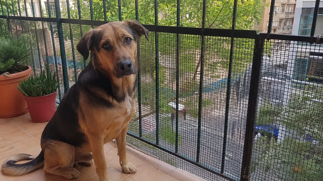 No pueden vivir perros o gatos en balcones en España.