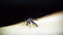 Hasta cuándo podría durar la invasión de mosquitos en AMBA.