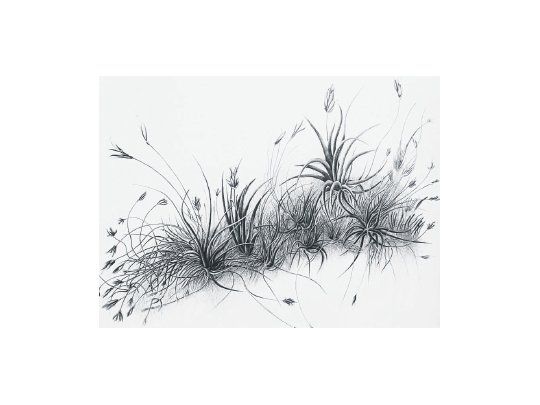 Moreiro. Un arte que se mimetiza con la naturaleza.