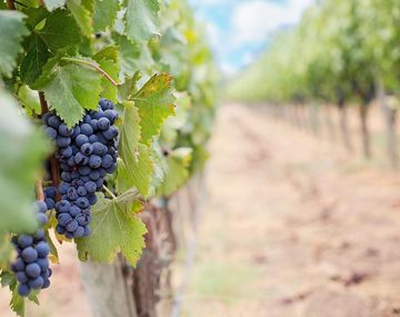La industria vitivinícola afectada por el aumento de los insumos: ¿Puede aumentar el precio del vino?