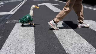 El Pato Merlin no solo ya tiene su propio peluche sino que hasta se hizo internacional. El Pato Merlin no solo ya tiene su propio peluche sino que hasta se hizo internacional.