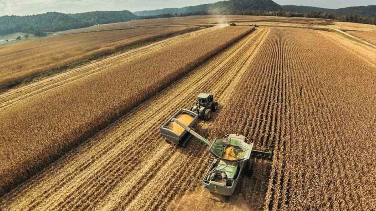 Campaña agrícola: elevan proyección de cosecha de soja a 43,3 millones de toneladas