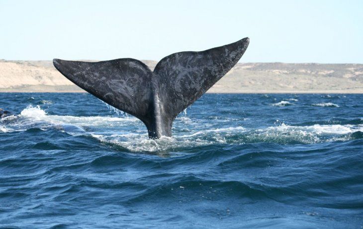 Puerto Madryn.&nbsp;