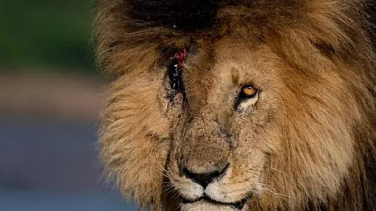 Murió el león más famoso del mundo, Scarface