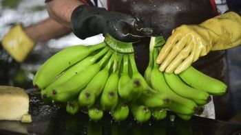 La banana ecuatoriana concentra el 70% del mercado argentino.