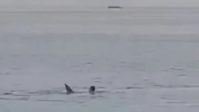 Tiburón en Egipto.&nbsp;