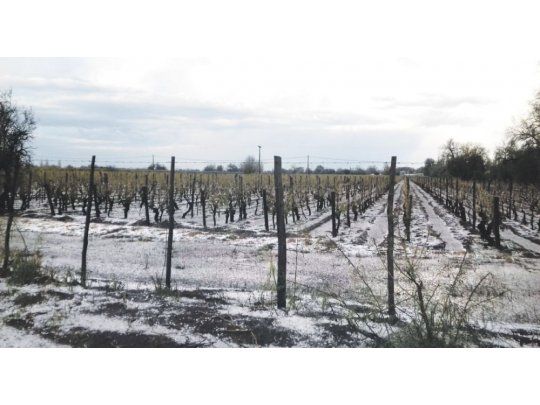 Desolador. Viñedos en la zona cuyana, arrasados por el granizo.