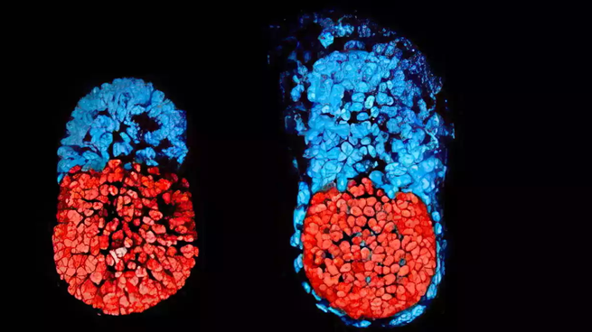 embriones sintéticos.webp