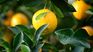 The benefits of lemon for health. The benefits of lemon for health.