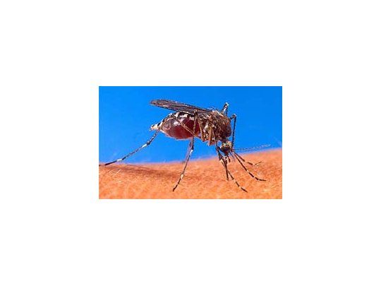 Más del 20% de un pueblo de santafecino tiene dengue.