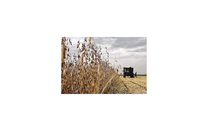 El Ministerio de Agricultura estimó en 51,3 millones de toneladas la actual cosecha de soja. La expectativa de una trilla un 27,9% superior a la de la campaña pasada se sustenta en los buenos rendimientos.
