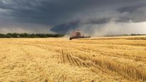 Cosechadores toman precauciones ante el advenimiento de la tormenta.