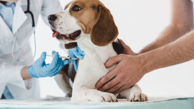 Cuida tu lomito: listado completo de veterinarias con descuentos para mascotas de adultos mayores con credencial INAPAM.