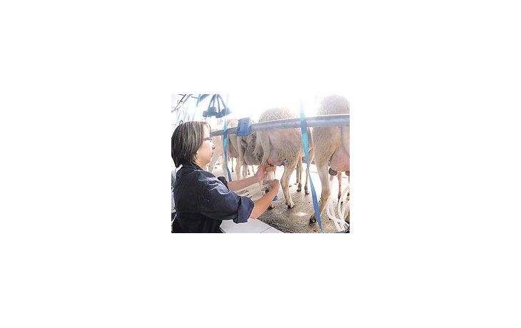 ámbito.com | La leche ovina tiene características ventajosas para producir queso y yogur, entre otros productos, y a la vez aporta beneficios para la nutrición.