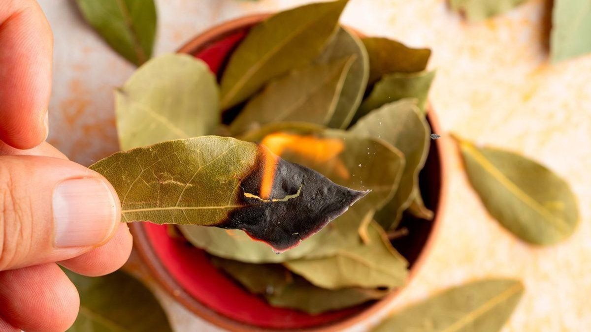 The ritual with laurel that attracts protection and changes in April