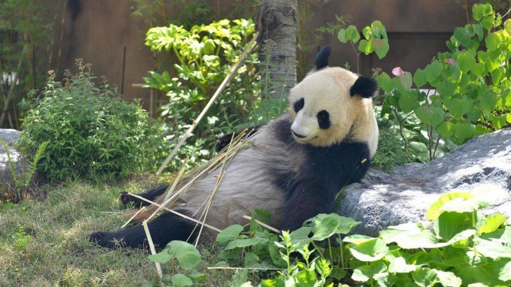 Los pandas del zoológico de Ueno atraen desde hace años a numerosos turistas locales y extranjeros