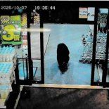 Los osos: una problemática creciente en Japón. Los osos: una problemática creciente en Japón.