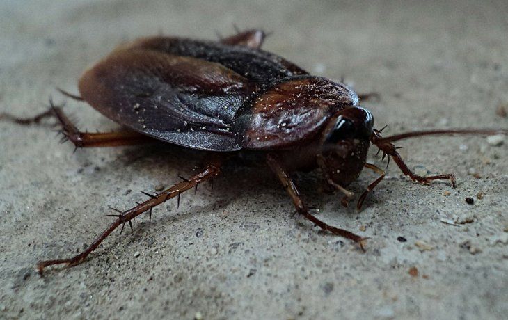 La cucaracha, o blattodea, es un tipo de insecto hemimetábolo paurometábolo de cuerpo aplanado