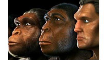 Rostro evolucionó en función del tamaño del cerebro