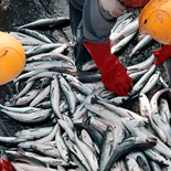 actualizan el regimen de facilidades de pago para multas del sector pesquero actualizan el regimen de facilidades de pago para multas del sector pesquero