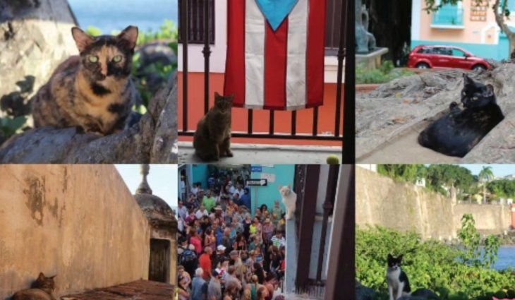 Save a Gato inició una campaña de concientización y cuidado para los gatos de San Juan. 