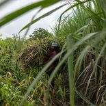 India, segundo produtor mundialde azúcar, debió permitir las importaciones.
