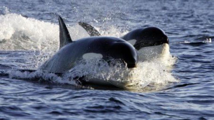 Experts agree to ensure that the ORCAS attack when they feel threatened or feel that their young are. Experts agree to ensure that the ORCAS attack when they feel threatened or feel that their young are.