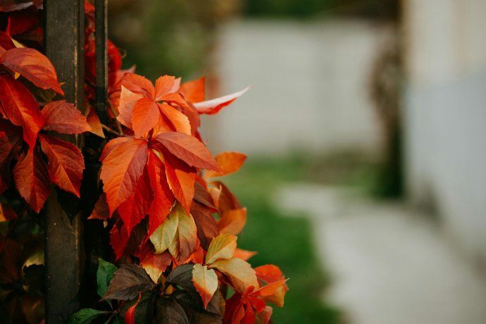 En el otoño, la disminución de la luz y el aumento del frío provocan que las hojas se desprendan, formando una capa protectora en el suelo.