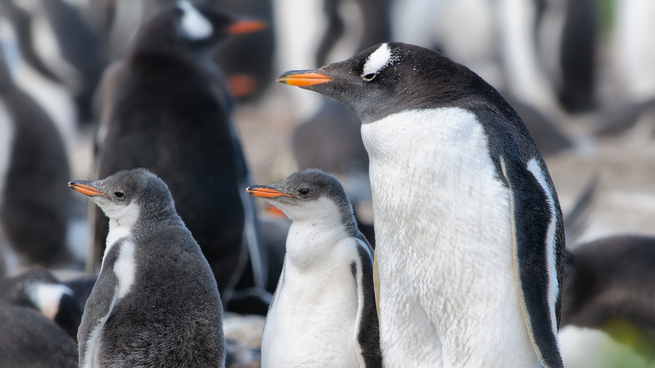 El Conicet realizará su tercera transmisión en tiempo real, para mostrar el comportamiento de una colonia de pingüinos en Chubut.