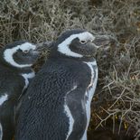 Los pingüinos inician su travesía migratoria en abril, una vez que han renovado sus plumas por completo. Esta etapa coincide con el 25 de abril, fecha en la que la comunidad científica internacional hace un llamado a proteger a estas especies emblemáticas y a preservar el equilibrio de nuestros mares. Los pingüinos inician su travesía migratoria en abril, una vez que han renovado sus plumas por completo. Esta etapa coincide con el 25 de abril, fecha en la que la comunidad científica internacional hace un llamado a proteger a estas especies emblemáticas y a preservar el equilibrio de nuestros mares.