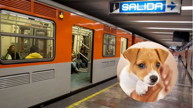Metro CDMX y un revuelo en Línea 2 por un perro.
