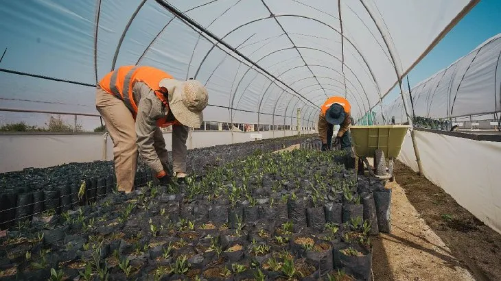 El proyecto MARA impulsa un plan de revegetación de los botaderos de Alumbrera, donde se depositó el material estéril de la mina. El objetivo es cubrir unas 270 hectáreas en total con especies nativas, cultivadas en los invernaderos de la empresa. Ya se plantaron 13.700 y para 2026 serán más de 700.000. El proyecto MARA impulsa un plan de revegetación de los botaderos de Alumbrera, donde se depositó el material estéril de la mina. El objetivo es cubrir unas 270 hectáreas en total con especies nativas, cultivadas en los invernaderos de la empresa. Ya se plantaron 13.700 y para 2026 serán más de 700.000.