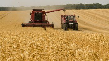 Crean fideicomiso para garantizar los precios del trigo y el maíz.