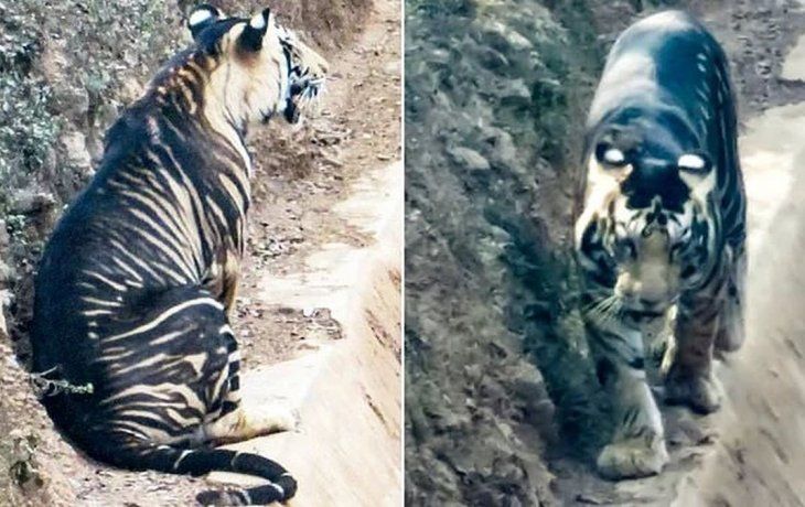 También conocido como tigre melánico, esta variedad se encuentra únicamente en Odisha, con una gran extensión y variedad de hábitats selváticos.