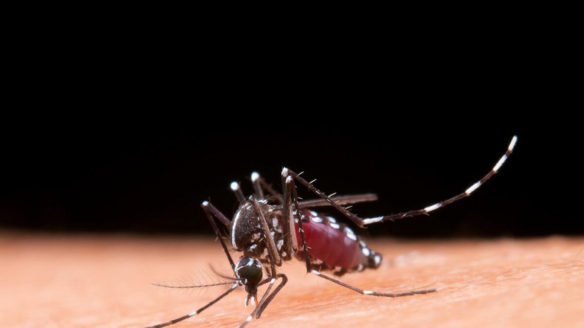 Dengue: is it true that if I get sick a second time it is more serious?