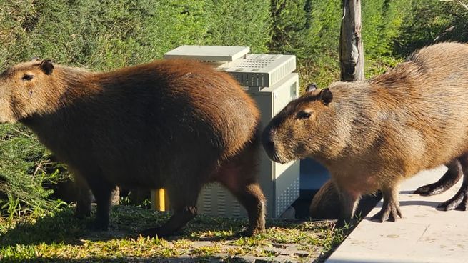 La Cámara consideró que la denominada “prueba piloto” de traslado carecía de sustento técnico suficiente.&nbsp;
