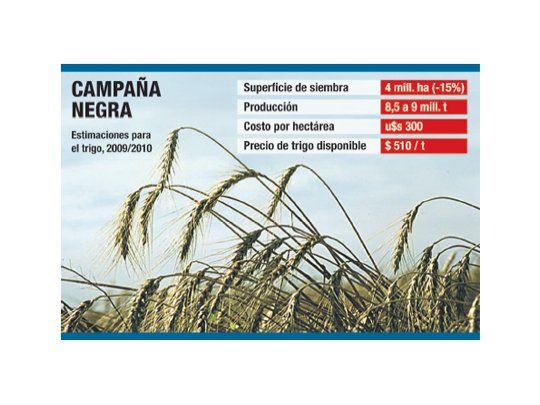 Malo para el campo: caería hasta un 20% siembra de trigo