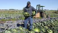 Los precios a los productores aumentaron más de un 4% en el primer trimestre de 2023.