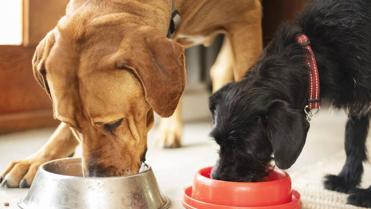 Do not give more food leftovers to your pet! The specialists revealed the dangers they face