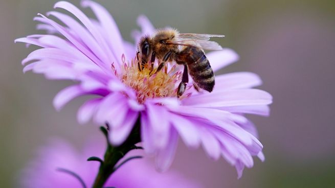 Esta fecha defiende el papel de las abejas en el proceso ecológico y alimentario.