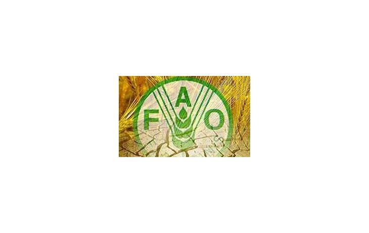 Para FAO la actividad agrícola crecería 38% este año
