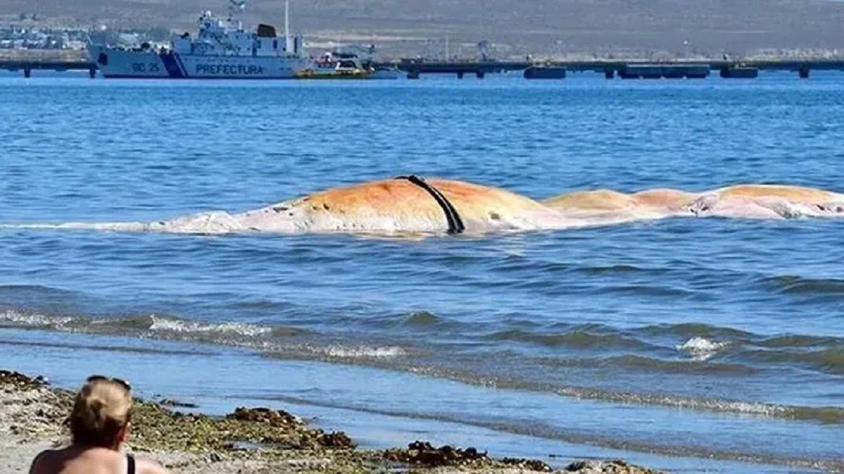 Descubren la causa de las muertes de las 30 ballenas en Chubut