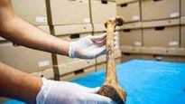crean biblioteca de huesos humanos que ayuda a resolver casos forenses