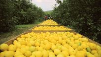 ámbito.com | limones.jpeg