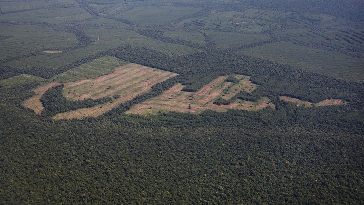 La Amazonía se extiende por nueve países sudamericanos, aunque la mayoría está en territorio de Brasil y es central en la lucha contra el cambio climático. La Amazonía se extiende por nueve países sudamericanos, aunque la mayoría está en territorio de Brasil y es central en la lucha contra el cambio climático.