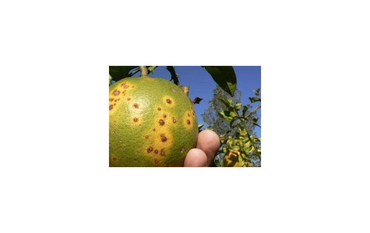 Aprueban reglamentación de ley para proteger producción cítrica